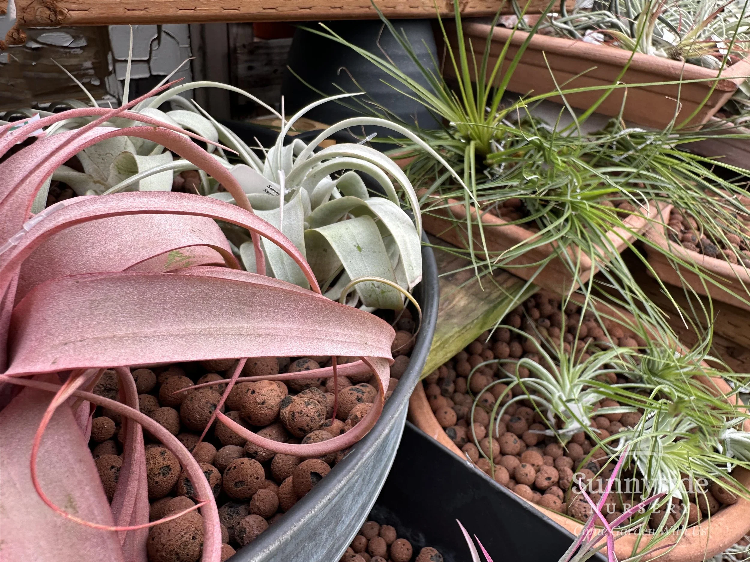 April - Tillandsias — Sunnyside Nursery